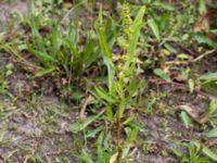 Rumex palustris Pildammsparken, Malmö, Skåne, Sweden 20150731_0001