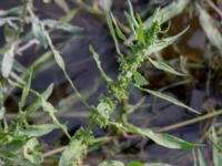 Rumex palustris Tygelsjö ängar, Malmö, Skåne, Sweden 20150816_0061_1