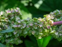 Rumex patientia Ulricedal, Malmö, Skåne, Sweden 20190618_0014