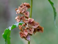 Rumex patientia ssp. patientia Botaniska trädgården, Lund, Skåne, Sweden 20180626_0022