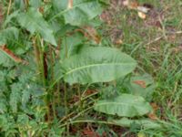 Rumex patientia ssp. patientia Botaniska trädgården, Lund, Skåne, Sweden 20180626_0023