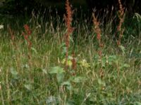 Rumex patientia ssp. patientia Botaniska trädgården, Lund, Skåne, Sweden 20180626_0027