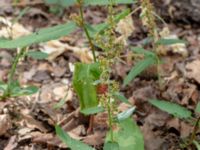 Rumex patientia ssp. patientia Botaniska trädgården, Lund, Skåne, Sweden 20180709_0039