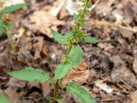 Rumex patientia ssp. patientia Botaniska trädgården, Lund, Skåne, Sweden 20180709_0040