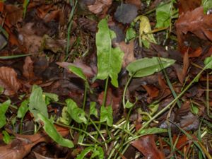 Rumex rugosus - Trädgårdssyra