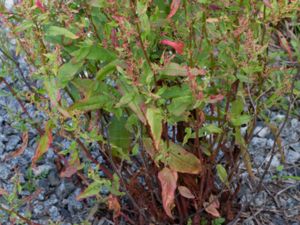 Rumex sanguineus - Wood Dock - Skogsskräppa