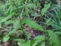 Rumex sanguineus Övedsgården, Sjöbo, Skåne, Sweden 20160714_0122