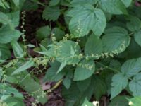 Rumex sanguineus Kungsmarken, Lund, Skåne, Sweden 20170717_0119