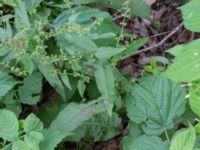 Rumex sanguineus Kungsmarken, Lund, Skåne, Sweden 20170717_0120