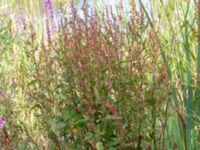 Rumex sanguineus Norra Vintriedammen, Malmö, Skåne, Sweden 20150806_0125