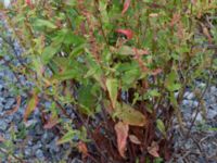 Rumex sanguineus Norra Vintriedammen, Malmö, Skåne, Sweden 20150806_0126