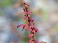 Rumex sanguineus Norra Vintriedammen, Malmö, Skåne, Sweden 20150806_0127