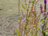 Rumex sanguineus Stjärneholms borgruin, Skurup, Skåne, Sweden 20150727_0178