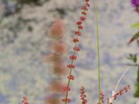 Rumex sanguineus Stjärneholms borgruin, Skurup, Skåne, Sweden 20150727_0179