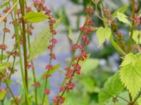 Rumex sanguineus Stjärneholms borgruin, Skurup, Skåne, Sweden 20150727_0180