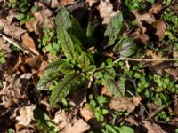 Rumex sanguineus var. sanguineus Rosenfors, Borgholm, Öland, Sweden 20160409_0250