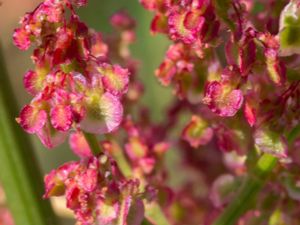 Rumex thyrsiflorus - Garden Sorrel - Stor ängssyra