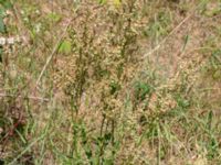 Rumex thyrsiflorus Gamla Viken, Helsingborg, Skåne, Sweden 20180702_0048