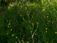 Rumex thyrsiflorus Gråborg, Mörbylånga, Öland, Sweden 20150607_0049