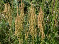 Rumex thyrsiflorus Lernacken, Malmö, Skåne, Sweden 20160629_0037