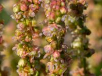 Rumex thyrsiflorus Lernacken, Malmö, Skåne, Sweden 20160629_0040