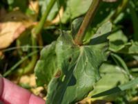 Rumex thyrsiflorus Lernacken, Malmö, Skåne, Sweden 20160629_0041