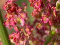 Rumex thyrsiflorus Lernacken, Malmö, Skåne, Sweden 20160629_0050