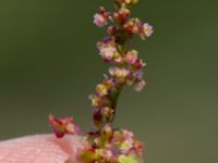 Rumex thyrsiflorus Lernacken, Malmö, Skåne, Sweden 20160629_0054