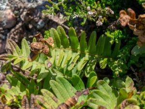 Polypodium interjectum - Intermediate Polypody - Dansk stensöta