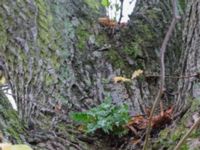 Polypodium vulgare Potatisåkern, Malmö, Skåne, Sweden 20171101_0004