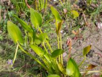 Pontederia cordata Lindängelunds rekreationsområde, Malmö, Skåne, Sweden 20160814_0001