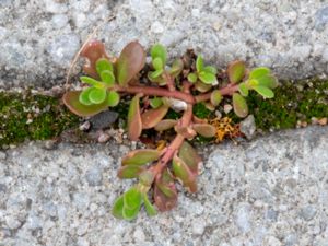 Portulaca nitida - Slätportlak