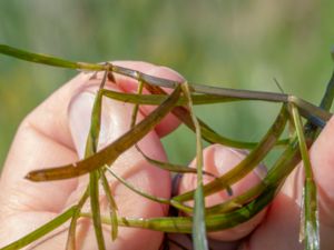 Potamogeton acutifolius - Sharp-leaved Pondweed - Spetsnate