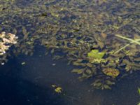 Potamogeton lucens Sege å Spillepengsgatan, Malmö, Skåne, Sweden 20190806_0011