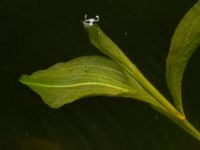 Potamogeton lucens Värkeån, Gärds Köpinge, Kristianstad, Skåne, Sweden 20170528_0145