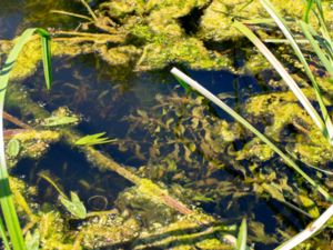 Potamogeton praelongus - Long-stalked Pondweed - Långnate