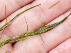 Potamogeton pusillus - Small Pondweed - Spädnate