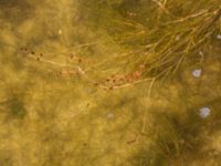 Stuckenia pectinata Ängsnäset, Falsterbohalvön, Vellinge, Skåne, Sweden 20180802_0017