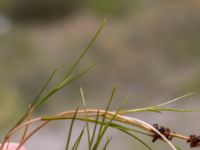 Stuckenia pectinata Limhamns kalkbrott, Malmö, Skåne, Sweden 20180901_0067