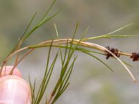 Stuckenia pectinata Limhamns kalkbrott, Malmö, Skåne, Sweden 20180901_0068