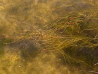 Suckenia spicatum Ängsnäset, Falsterbohalvön, Vellinge, Skåne, Sweden 20180802_0020