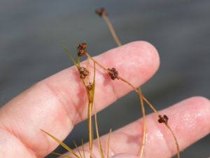 Stuckenia filiformis - Slender-leaved Pondweed - Trådnate