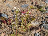 Androsace septentrionalis Horna, Kristianstad, Skåne, Sweden 20160505_0158