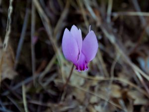 Cyclamen hederifolium - Ivy-leaved Cyclamen - Höstcyklamen