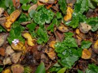 Cyclamen hederifolium Kungsparken, Malmö, Skåne, Sweden 20191017_0005