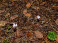 Cyclamen hederifolium Kungsparken, Malmö, Skåne, Sweden 20191017_0007