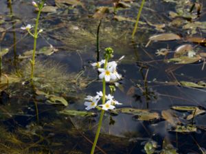 Hottonia palustris - Water-violet - Vattenblink