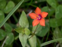 Lysimachia arvensis Valdemarsro, Malmö, Skåne, Sweden 20150802_0005