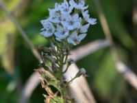 Lysimachia clethroides Åkerlund och Rausings väg, Lund, Skåne, Sweden 20171009_0035