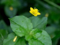 Lysimachia nemorum Hjularöd, Eslöv, Skåne, Sweden 20170617_0014